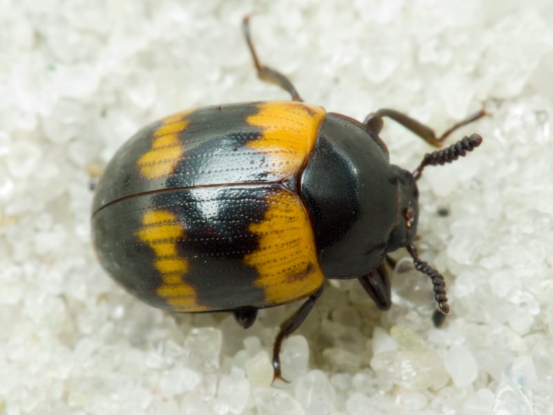 Diaperis boleti (Linnaeus, 1758)